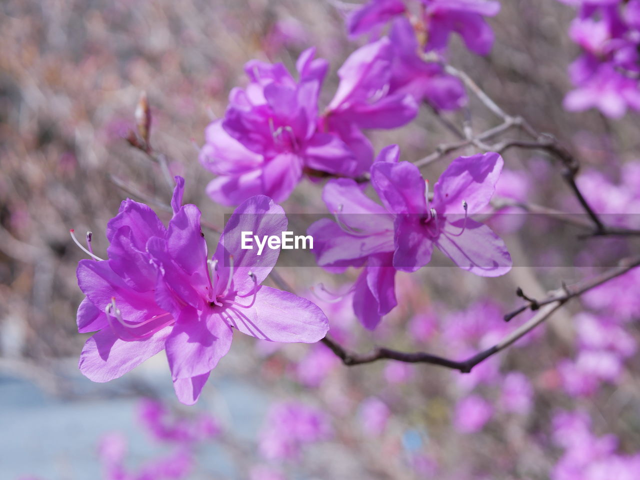 CLOSE-UP OF CHERRY BLOSSOM