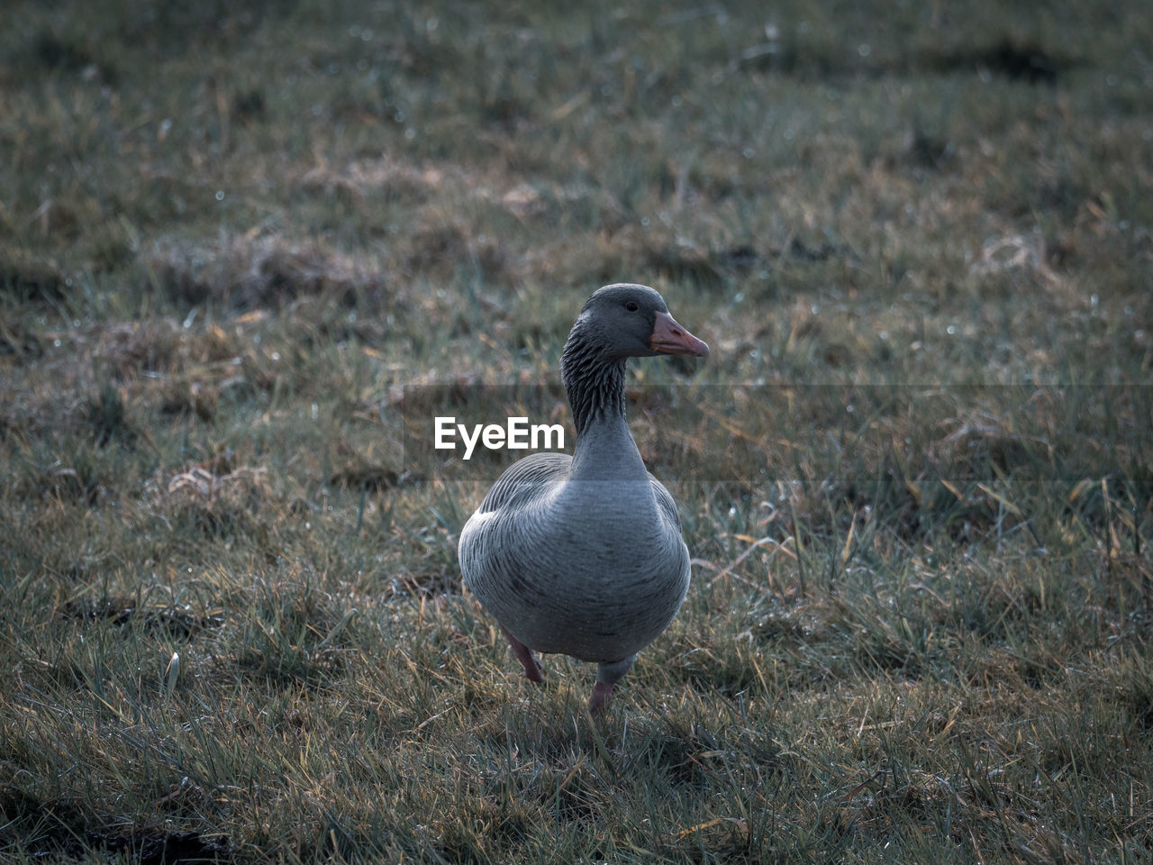 A close up of gray geese standing on the field