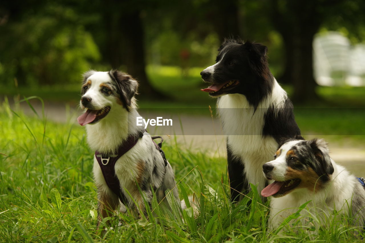 dog, canine, domestic animals, mammal, pet, animal themes, animal, one animal, grass, plant, border collie, nature, no people, green, cute, happiness, facial expression, field, outdoors, animal hair, looking, purebred dog, running, motion, sitting