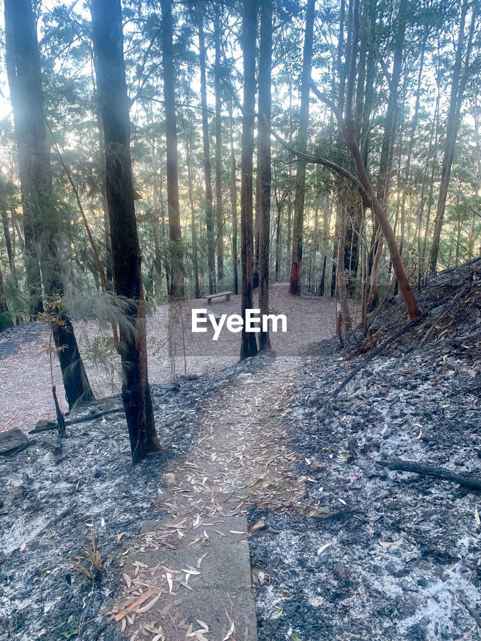 VIEW OF TREES IN THE FOREST