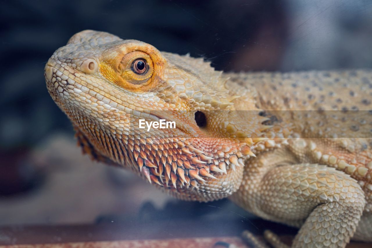 Close-up of lizard