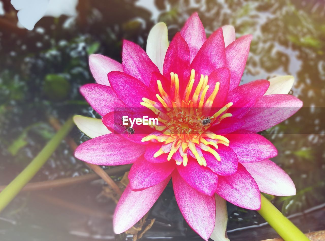 CLOSE-UP OF PINK FLOWER