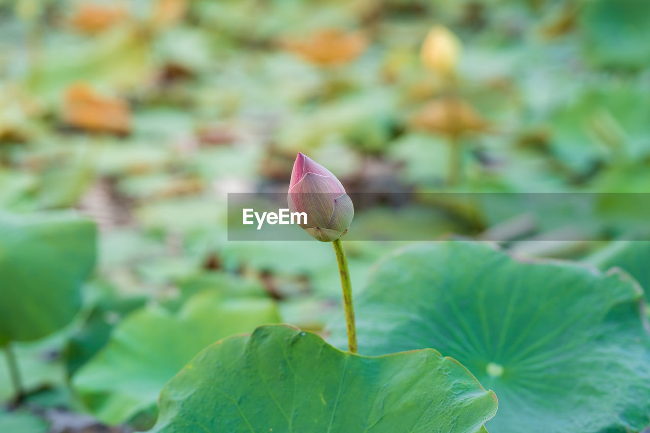 Pink lotus flower in natural pond picture