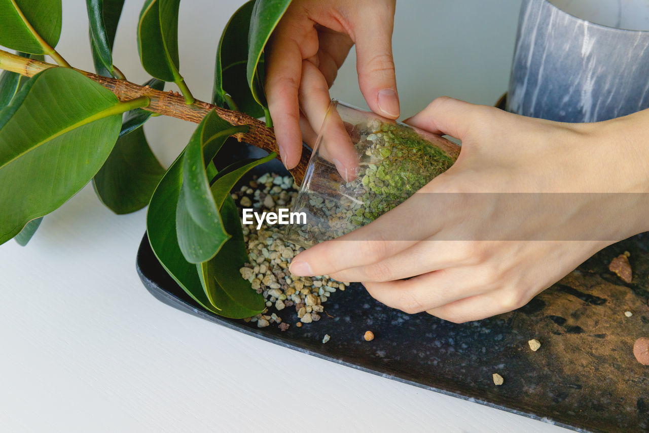 Transplanting ficus. a woman pulls a houseplant out of an old pot. spring gardening.