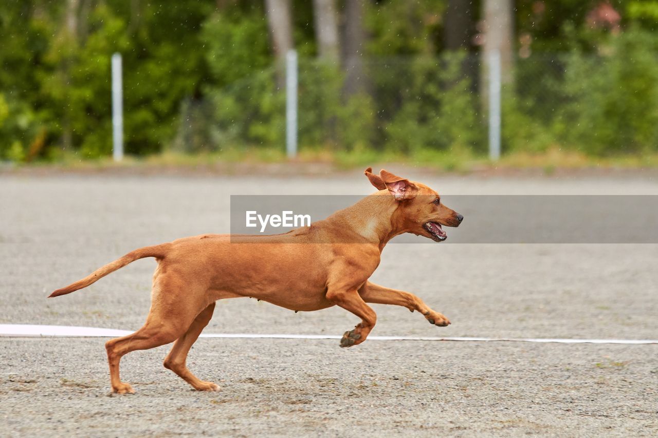 DOG RUNNING ON THE ROAD