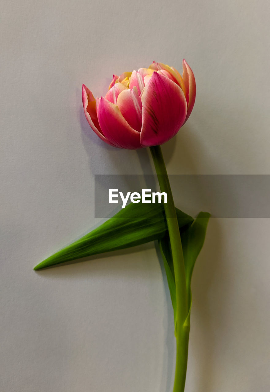 flower, flowering plant, plant, freshness, beauty in nature, fragility, close-up, petal, nature, flower head, tulip, pink, inflorescence, no people, indoors, studio shot, plant part, plant stem, leaf, yellow, green, gray background, bud, macro photography, growth