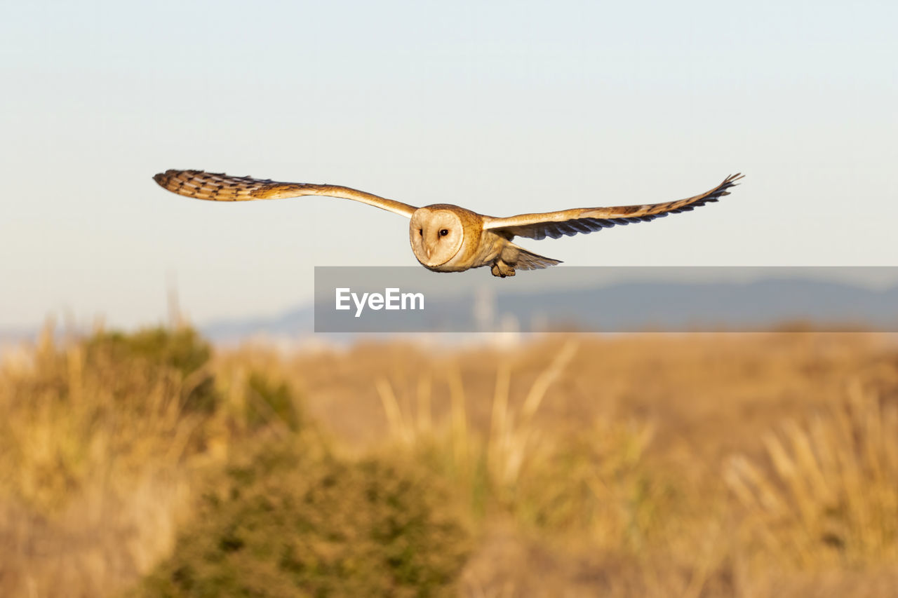 Barn owl  flying in the grass field