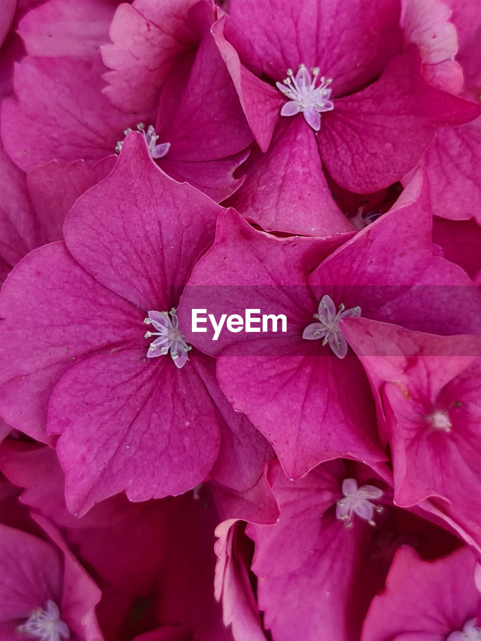 CLOSE-UP OF PINK FLOWERING PLANTS