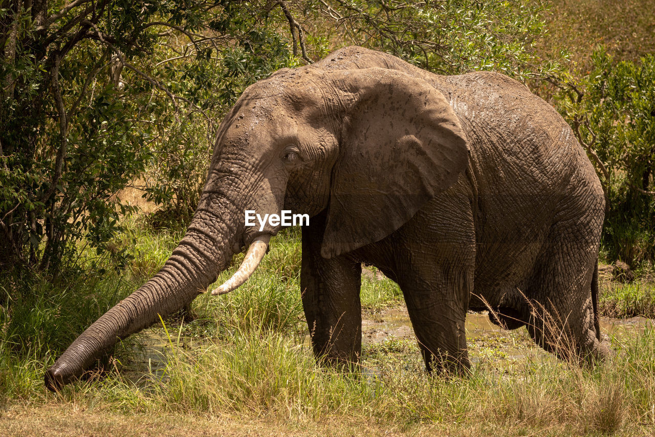 African bush elephant in mud stretching trunk