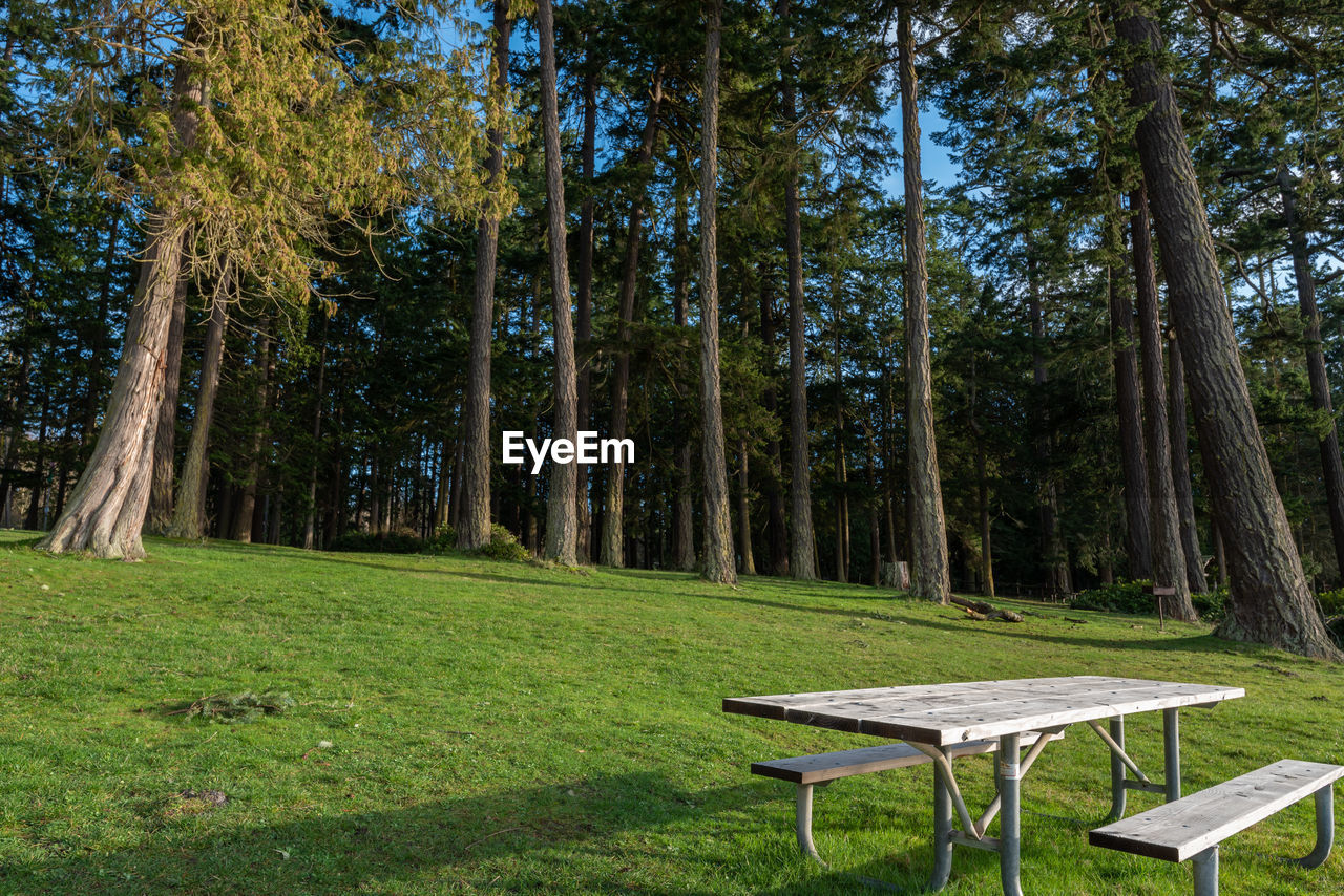 PARK BENCH IN FOREST