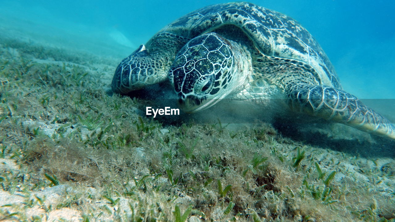 Big green turtle on the reefs of the red sea. green turtles are the largest of all sea turtles. .