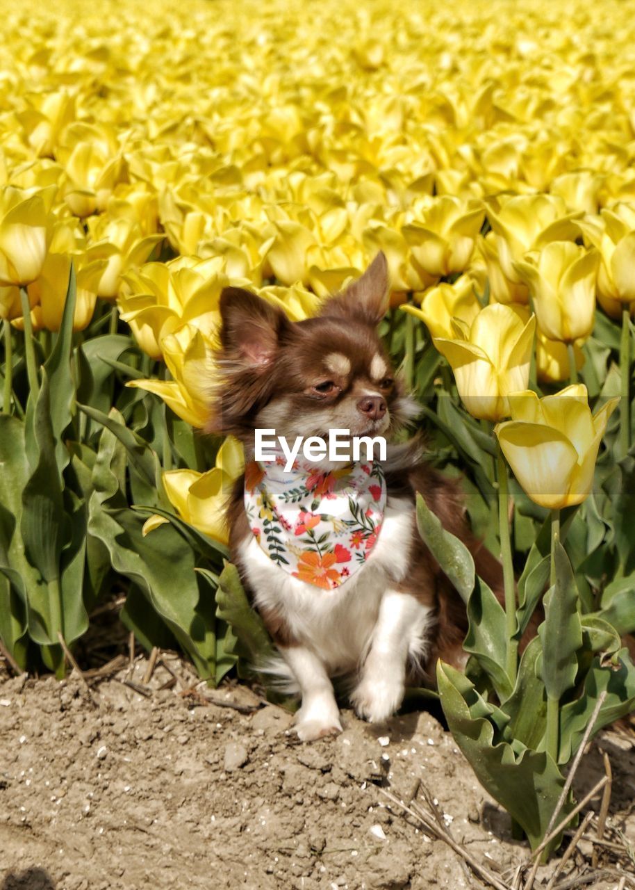 Portrait of a dog sitting in yellow tulips 