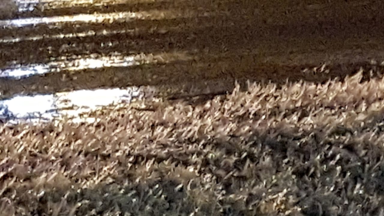 CLOSE-UP OF GRASS GROWING ON FIELD