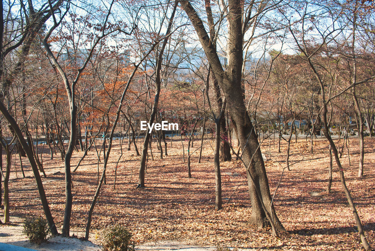 BARE TREES ON FIELD