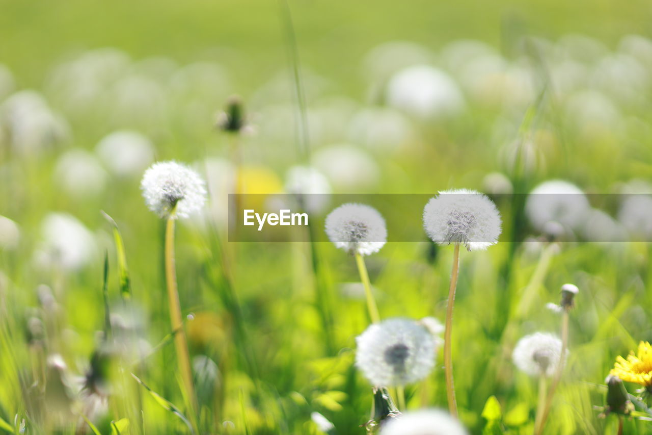 plant, flower, flowering plant, freshness, meadow, beauty in nature, grassland, nature, field, grass, fragility, growth, dandelion, no people, close-up, springtime, land, white, green, plain, daisy, selective focus, lawn, wildflower, summer, macro photography, focus on foreground, flower head, day, environment, natural environment, prairie, inflorescence, outdoors, plant stem, sunlight, tranquility, softness, landscape, yellow, blossom
