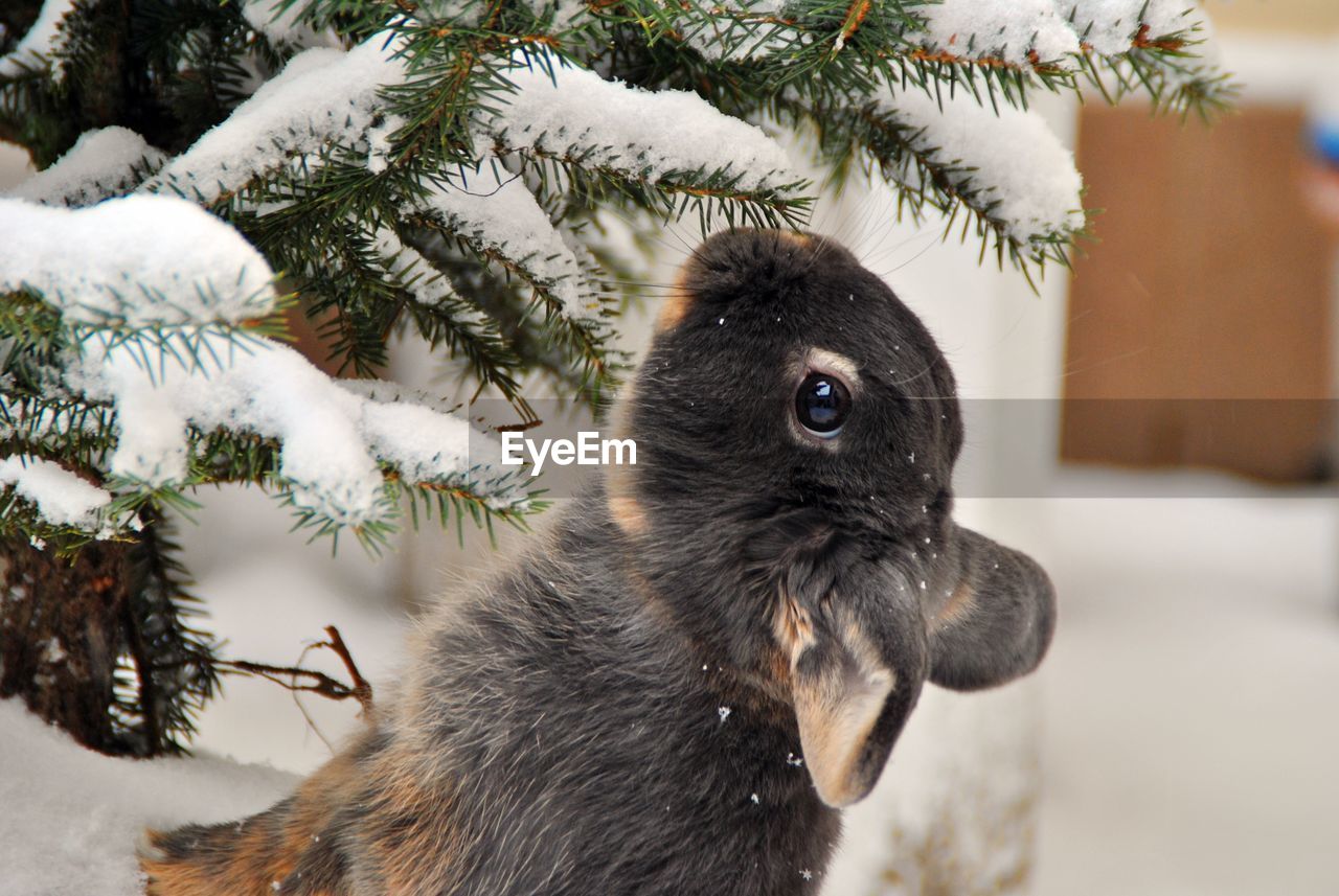 Close-up of rabbit by tree with snow