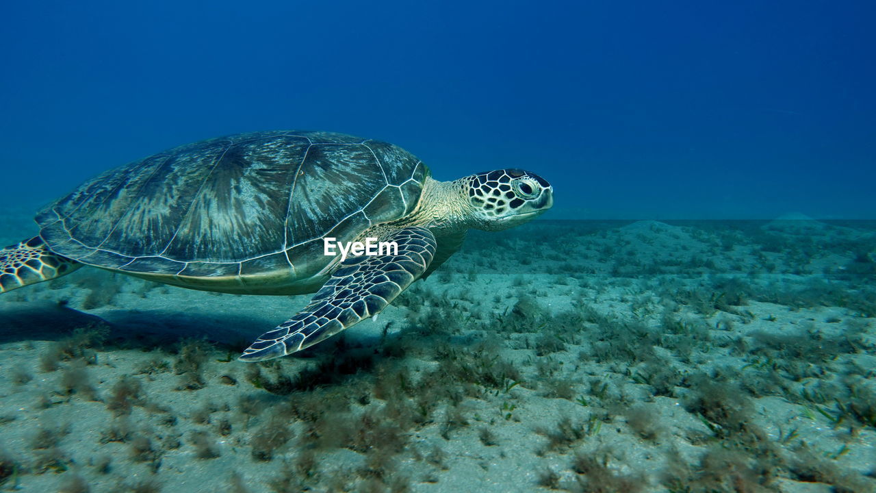 Big green turtle on the reefs of the red sea.