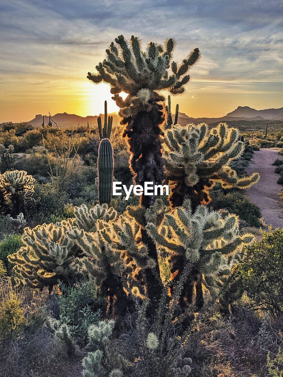 CACTUS GROWING ON FIELD AGAINST SKY