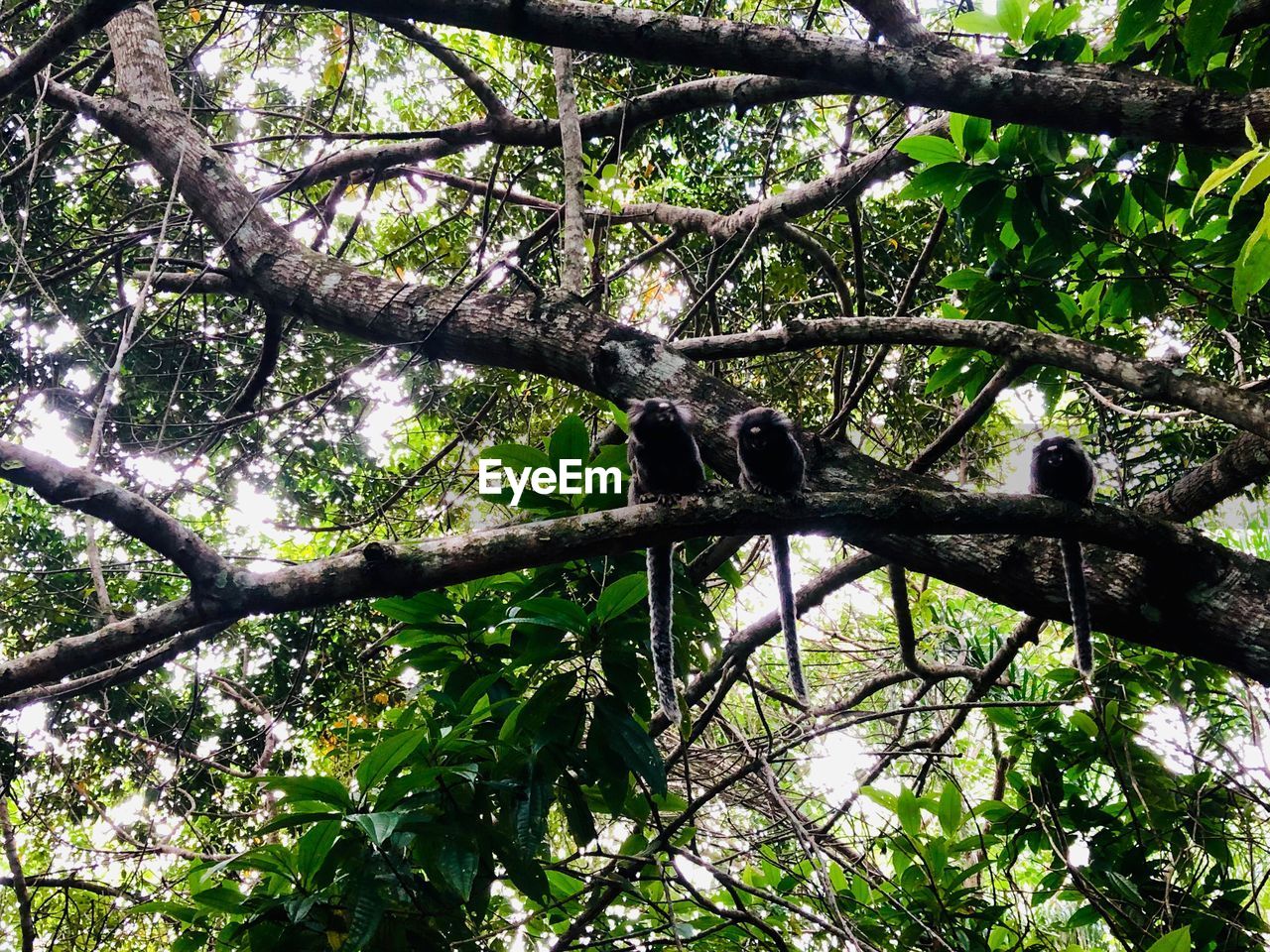 LOW ANGLE VIEW OF BIRD PERCHING ON BRANCH