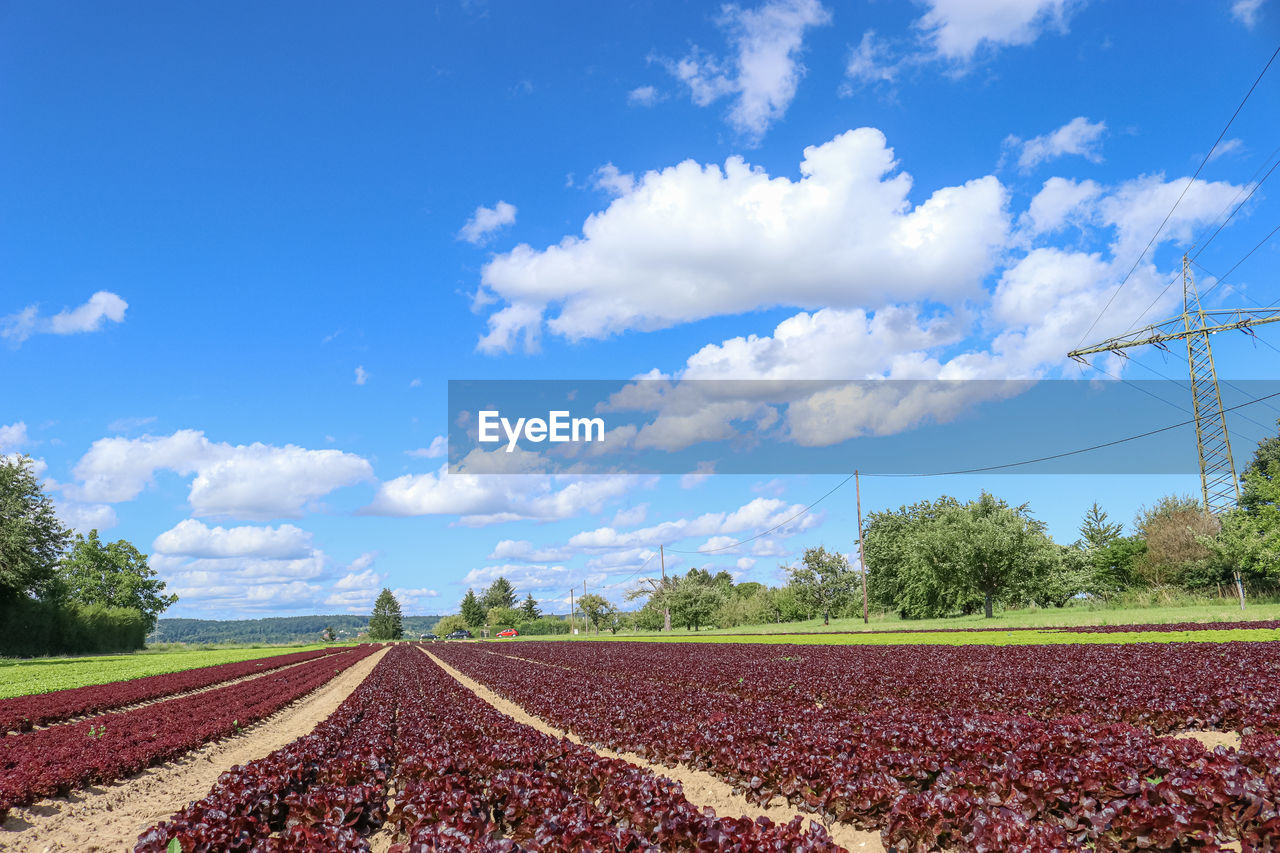 FIELD AGAINST SKY