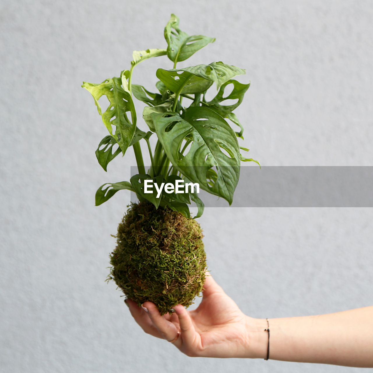 Cropped hand of woman holding plant