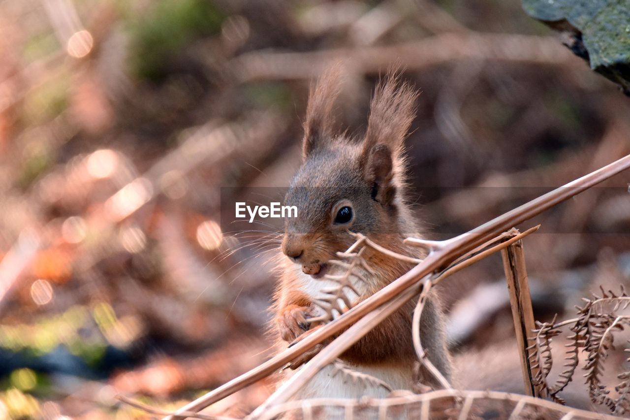 Close-up of tree squirrel