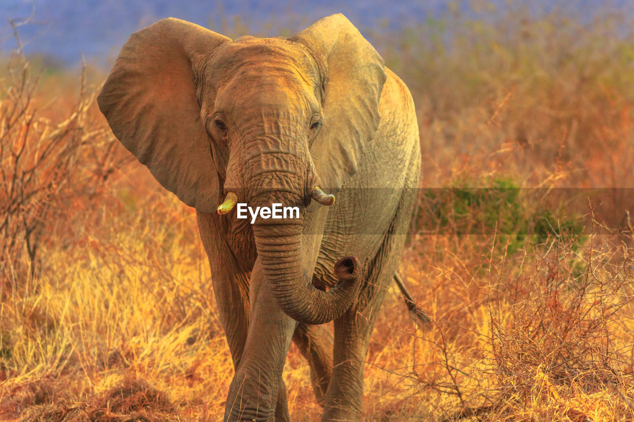 Elephant walking on field