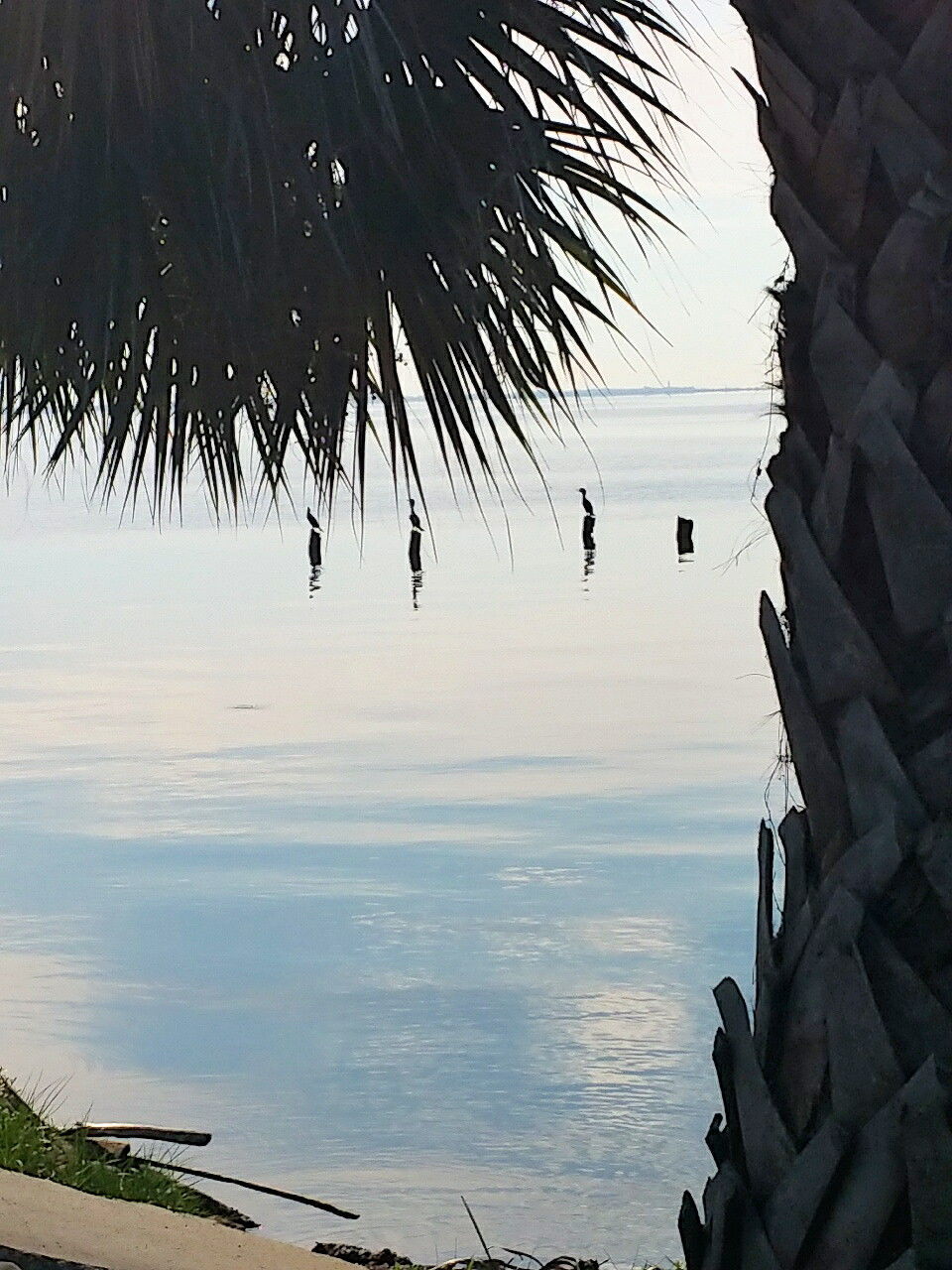 PALM TREE BY SEA AGAINST SKY