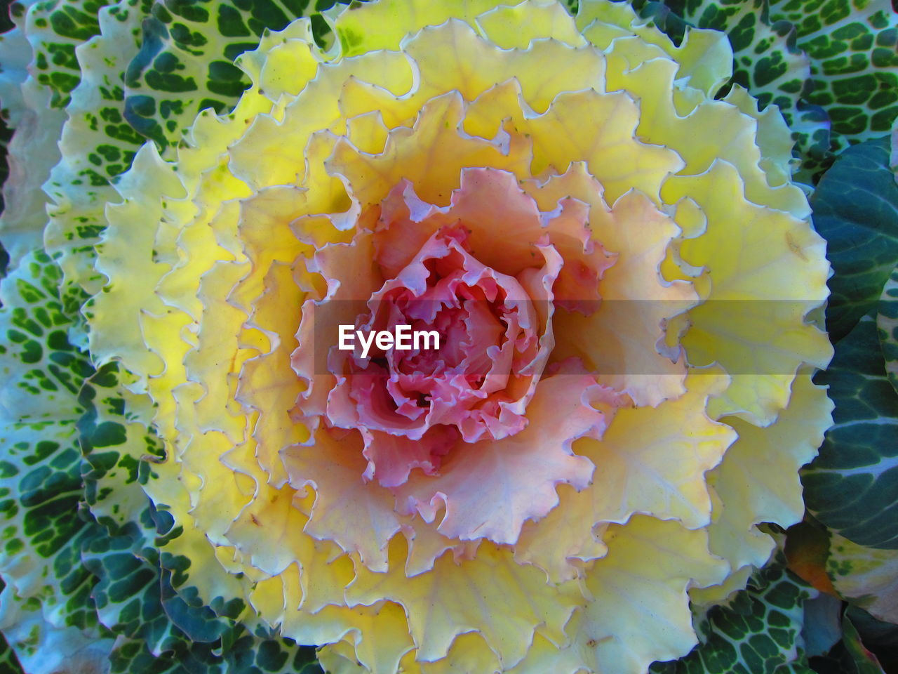 CLOSE UP OF YELLOW FLOWER