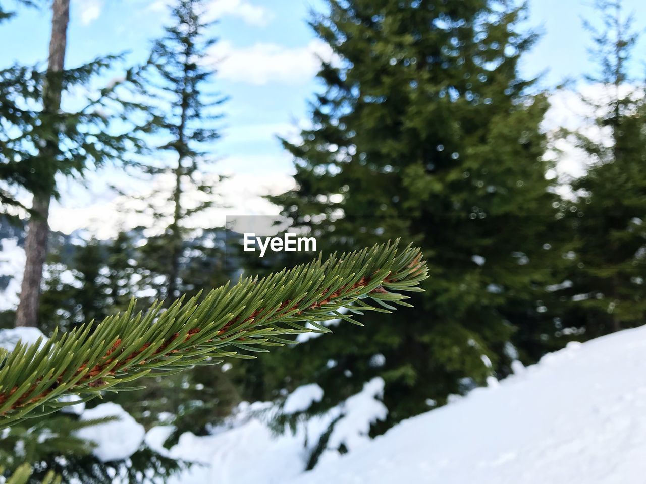 CLOSE-UP OF TREE AGAINST SKY