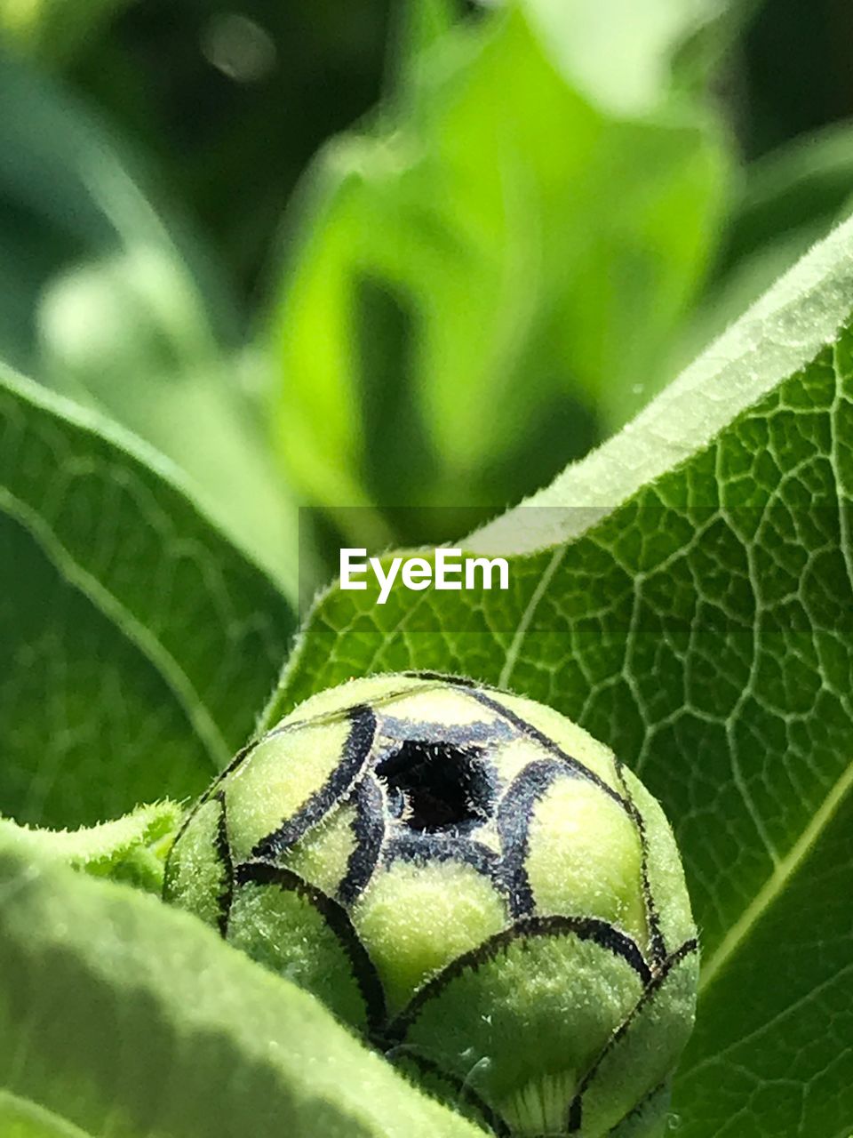 CLOSE-UP OF INSECT ON PLANT