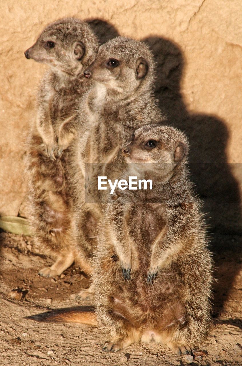 High angle view of meerkats on field