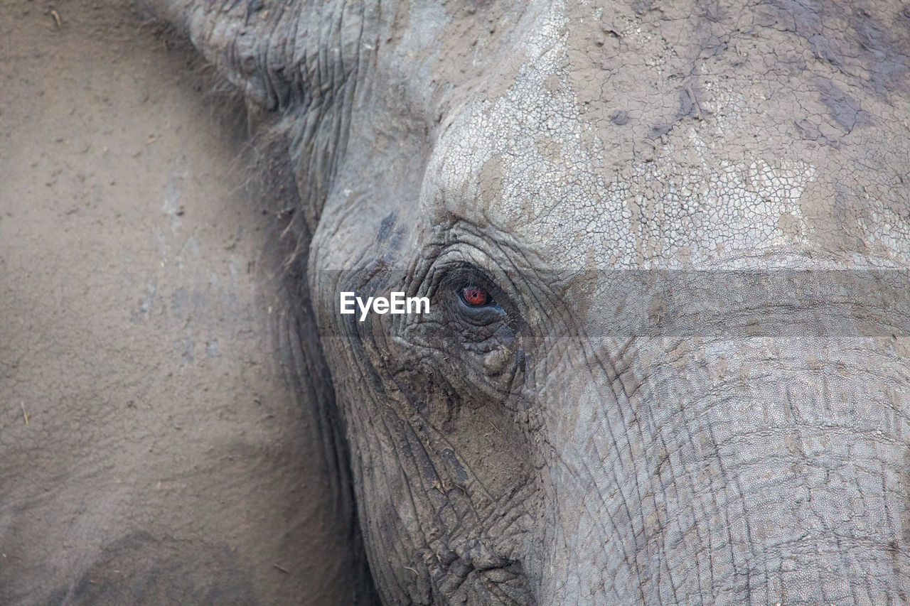 close-up of elephant in zoo