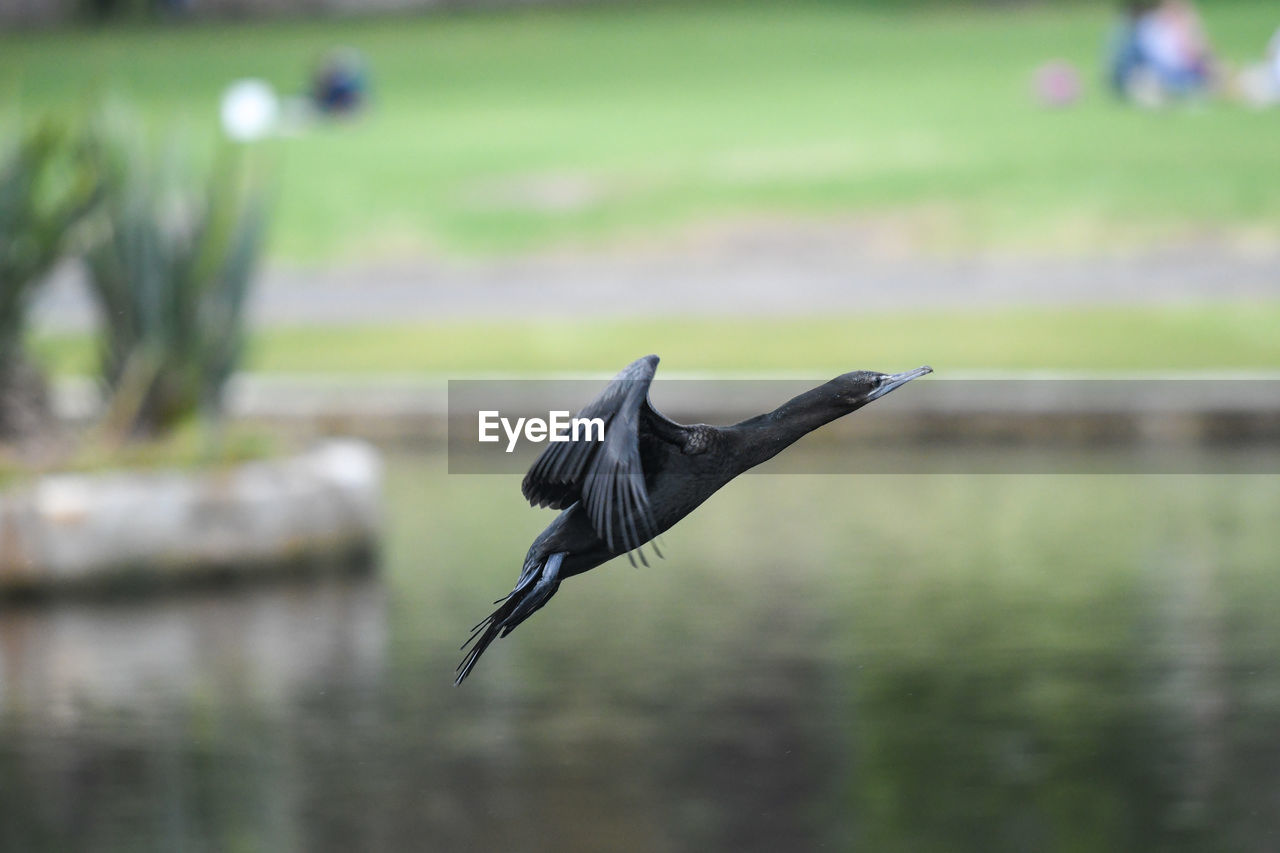 BIRD FLYING IN A SUNLIGHT