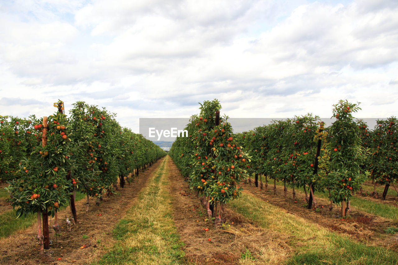 Apple plantation against sky