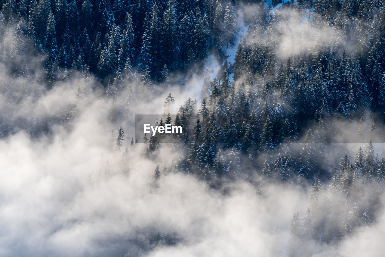 View of pine trees in forest during foggy weather