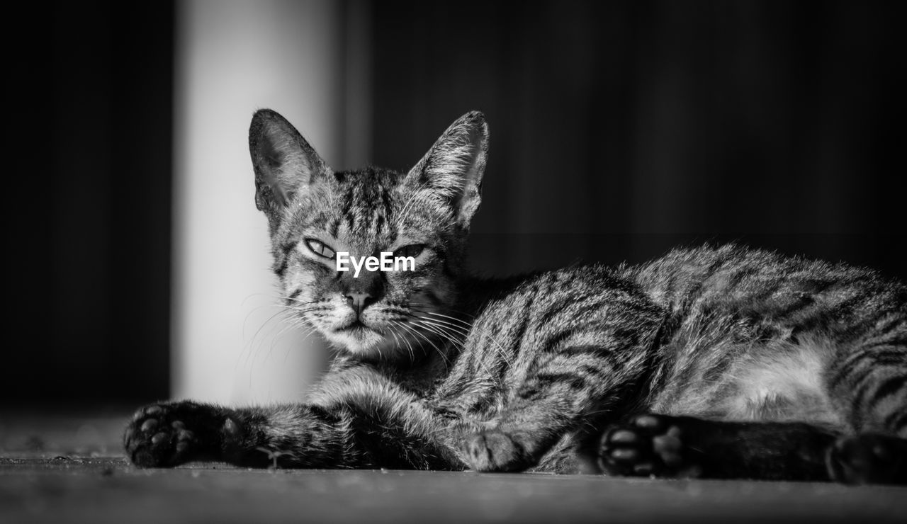 Close-up portrait of cat