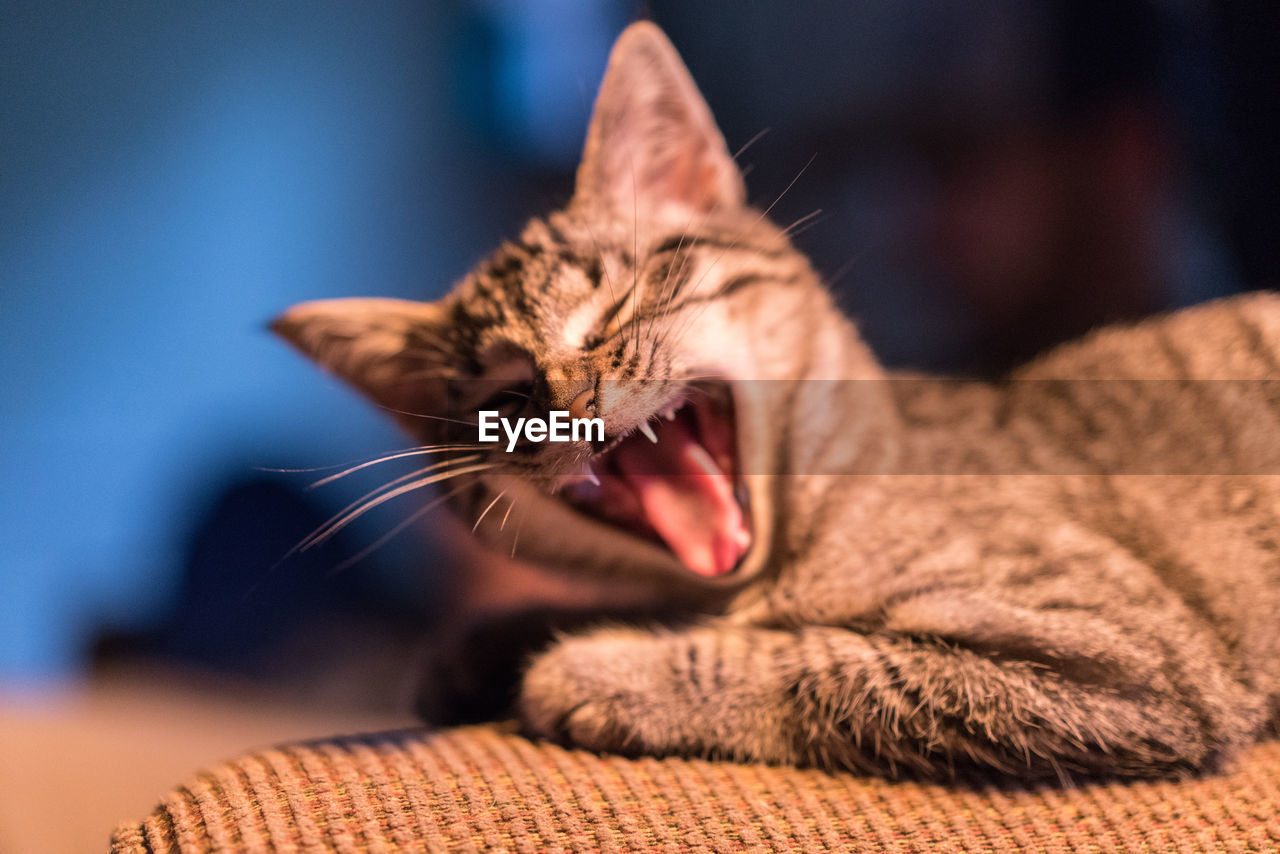 CLOSE-UP OF TABBY CAT