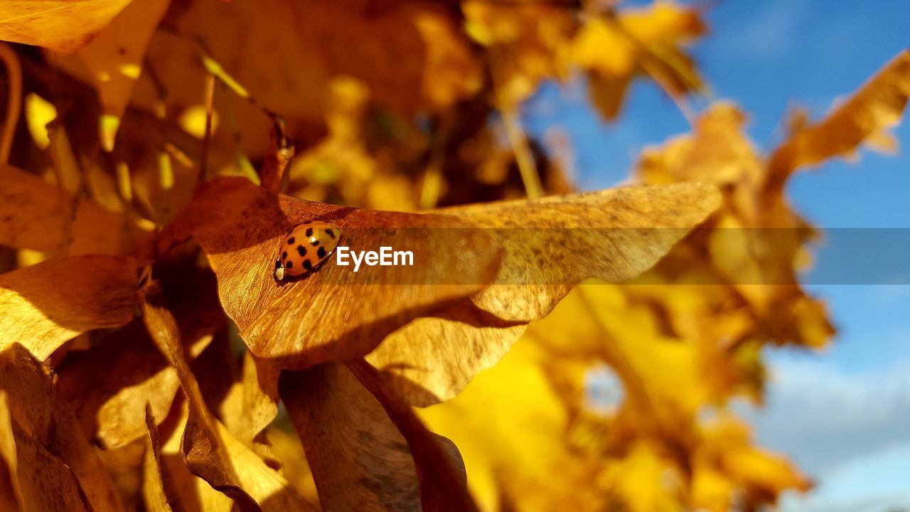 Close-up of ladybug on autumn leaf