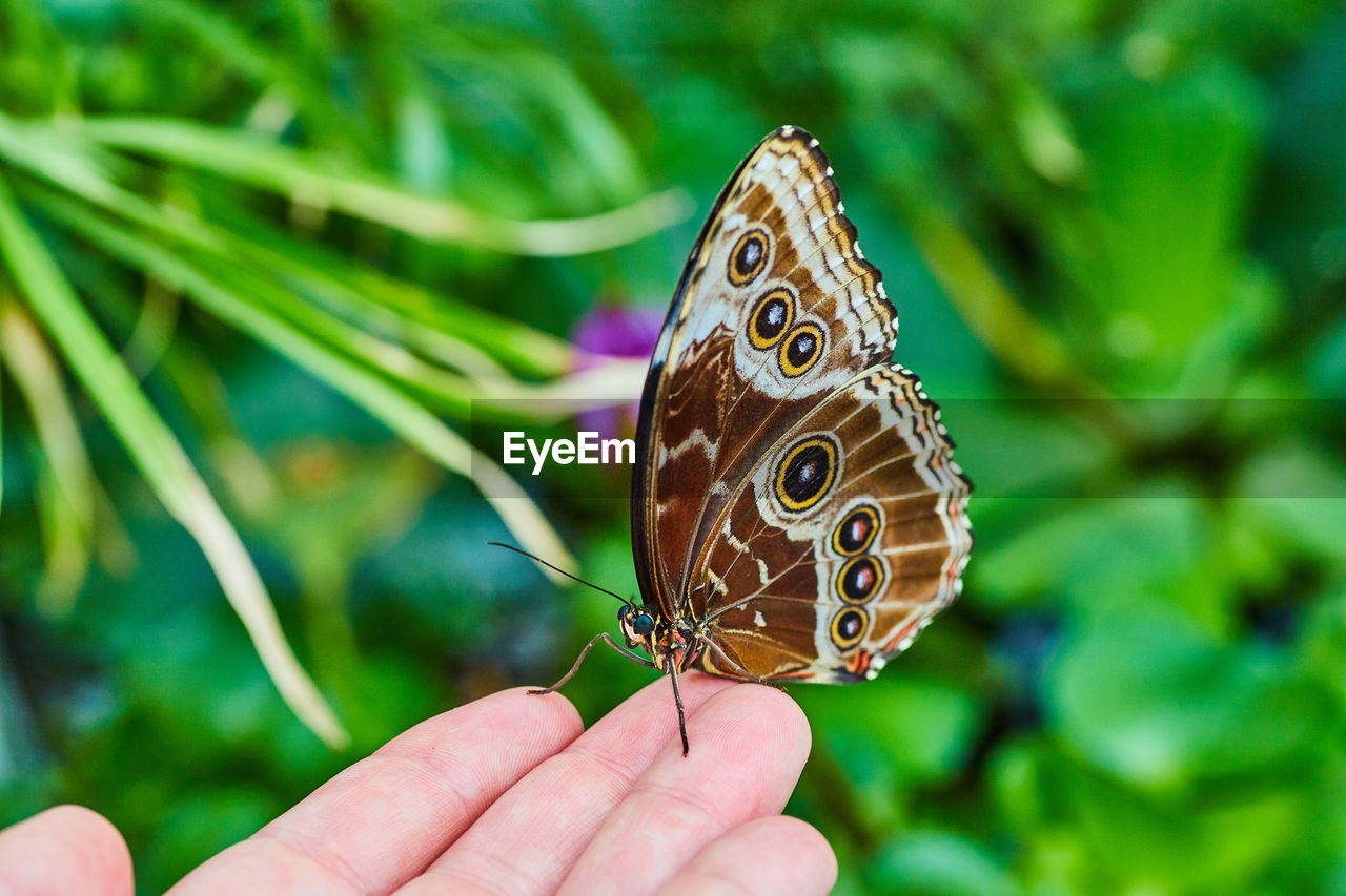 close-up of butterfly on flower