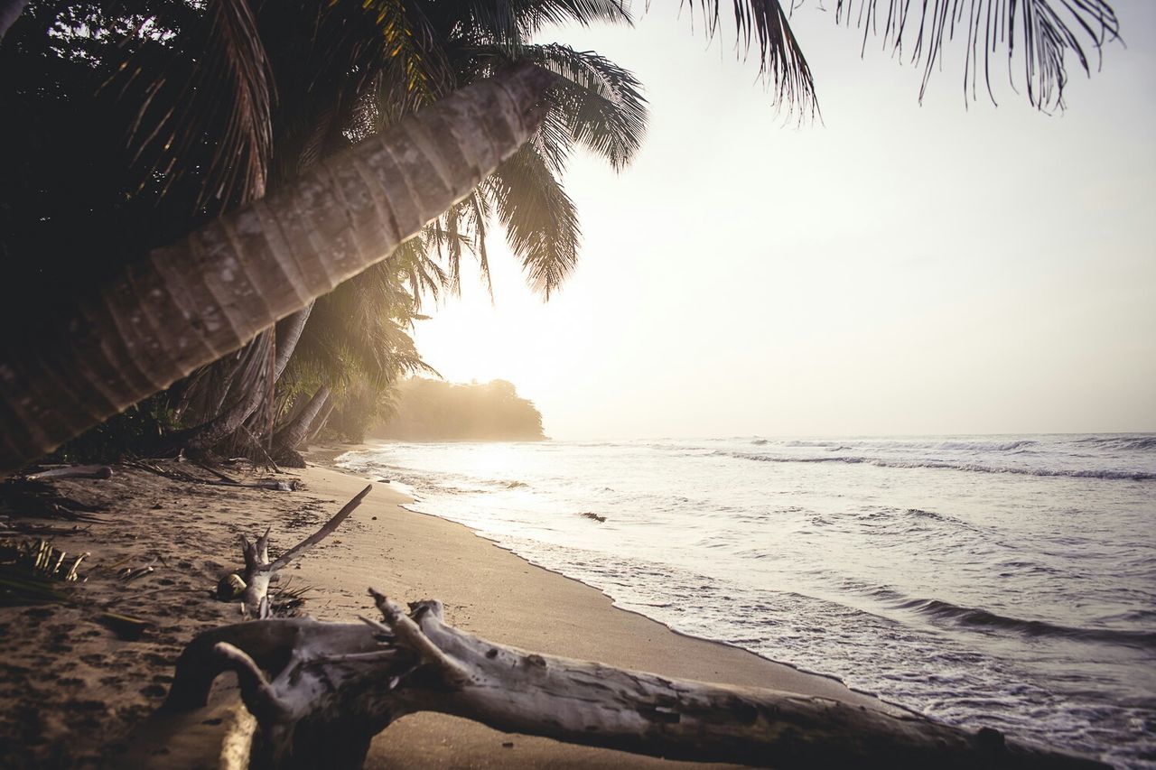 Palm trees on beach