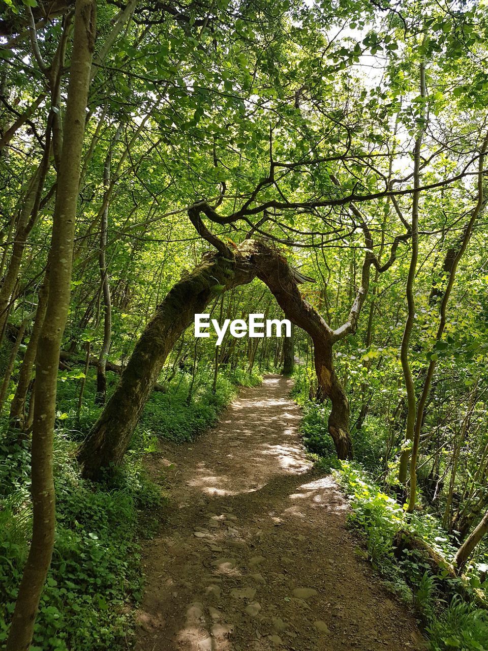 TREES GROWING IN FOREST