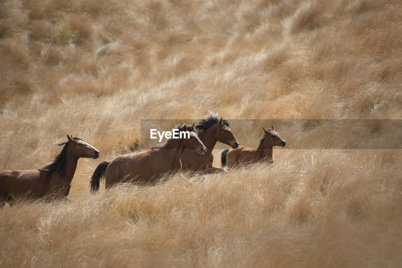 VIEW OF TWO HORSES ON FIELD