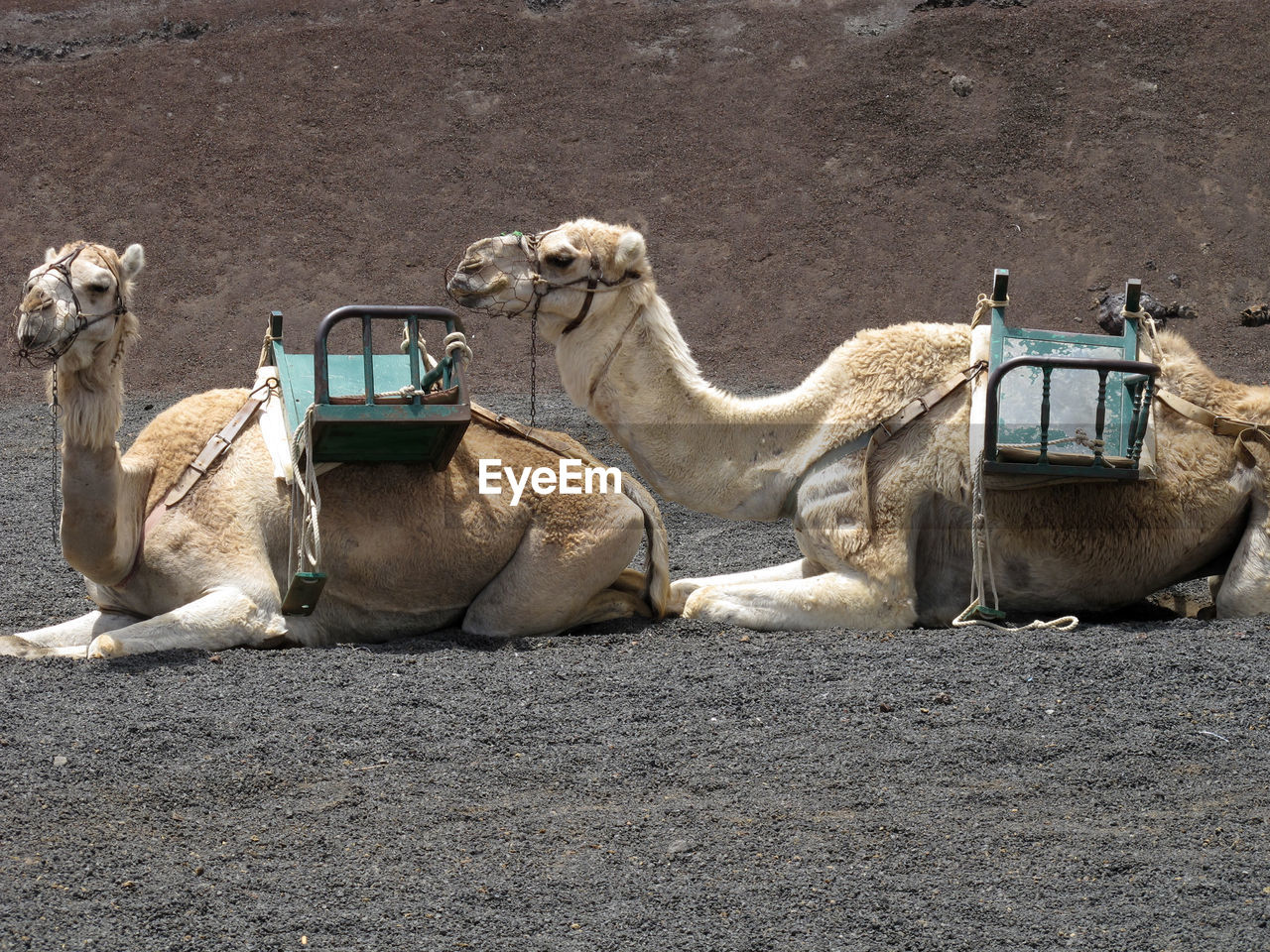 Two camels sat in desert