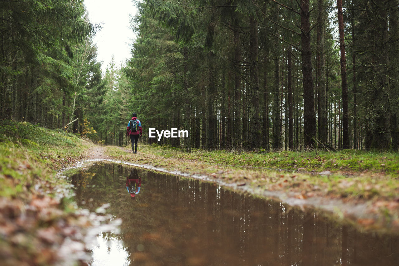 Puddle at forest road, hiker in background