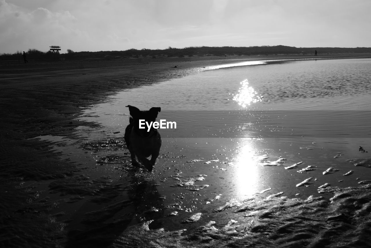 Dog running at beach against sky