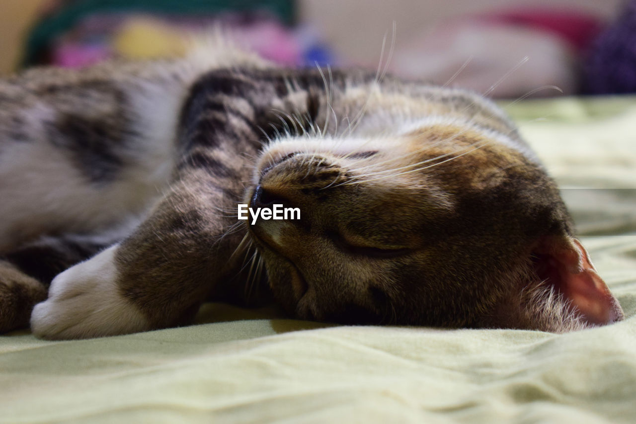 Close-up of cat sleeping on bed