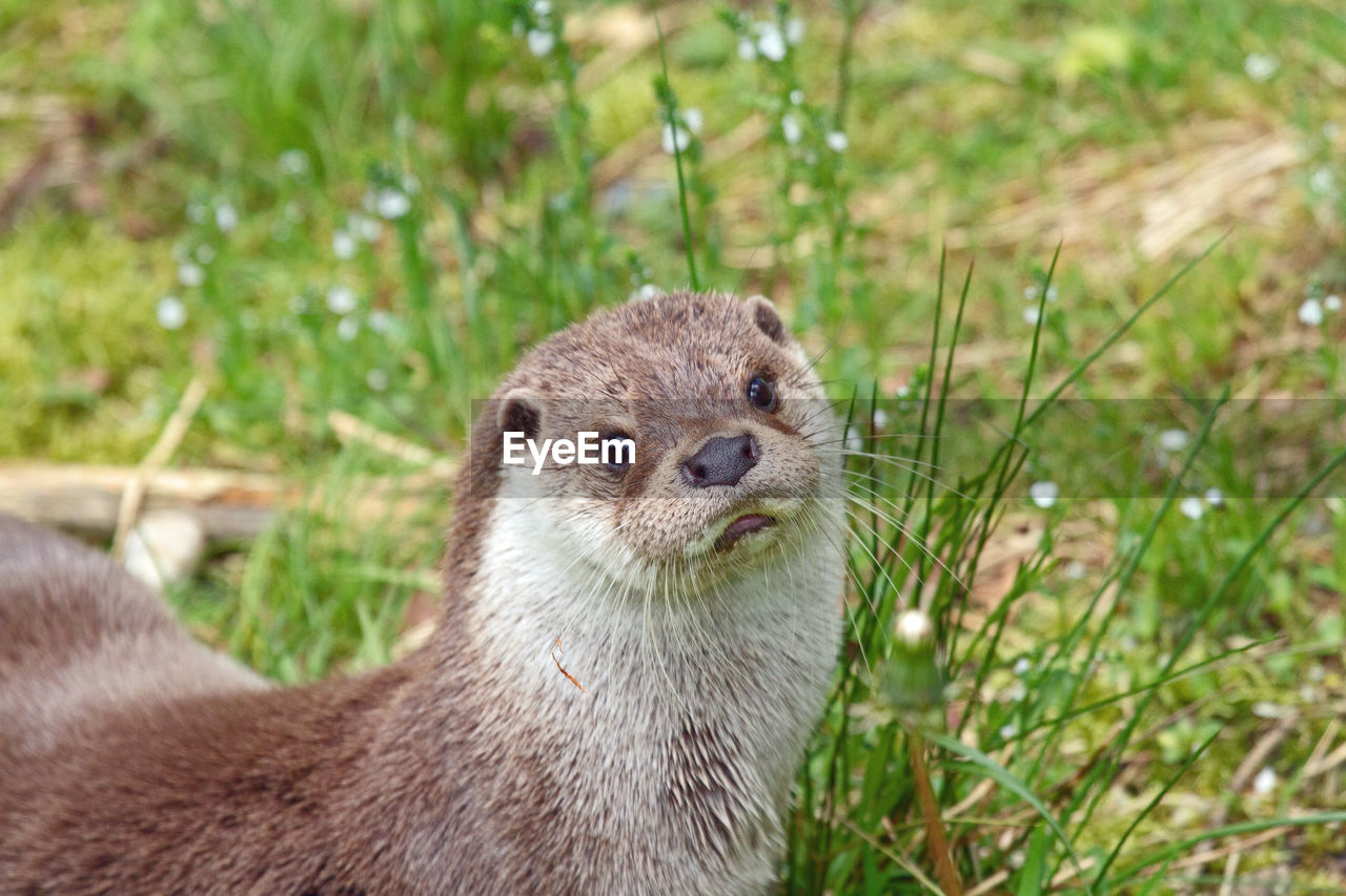 European otter