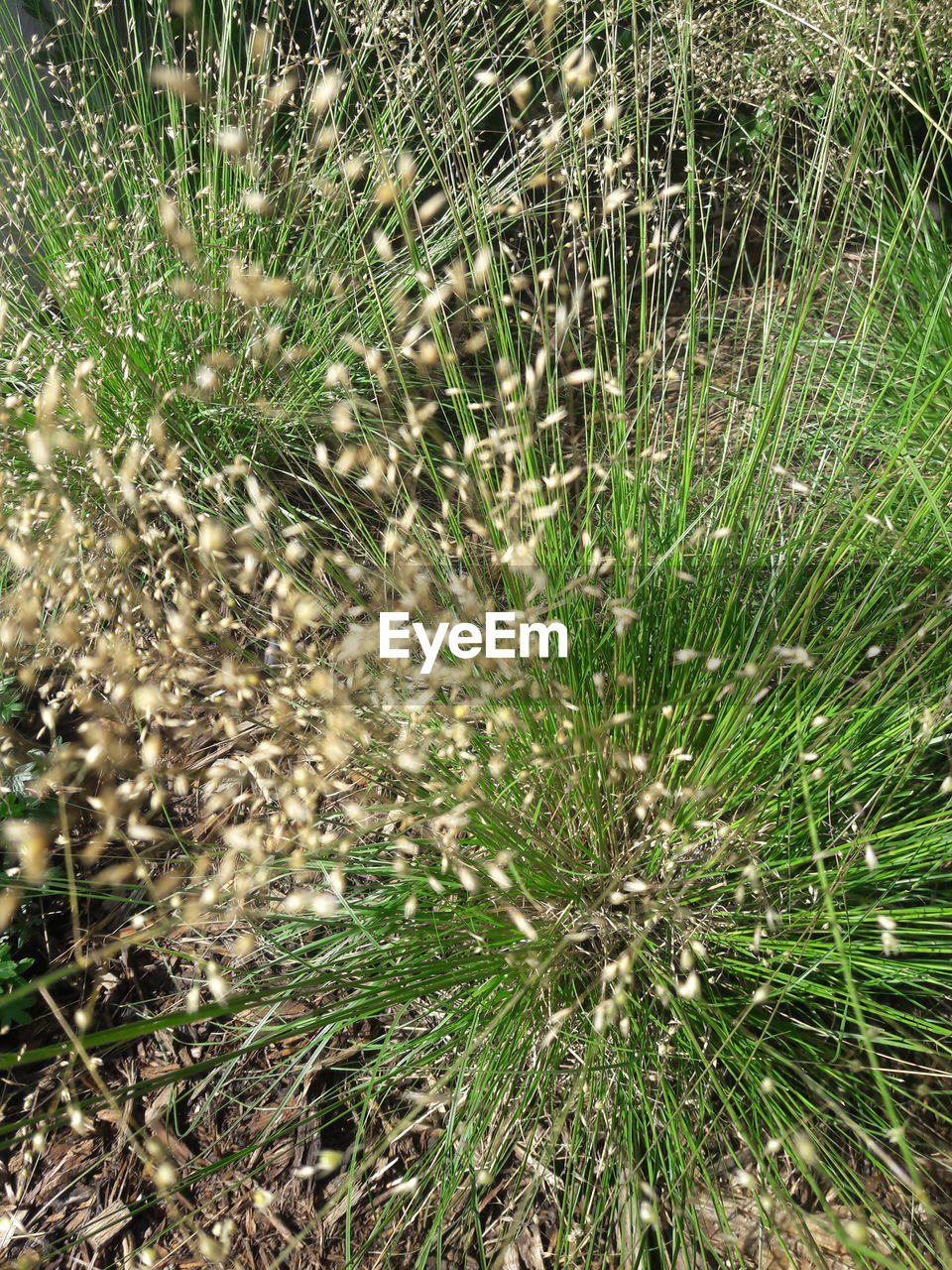 FULL FRAME SHOT OF PLANTS ON LAND