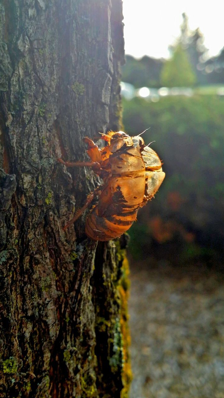 CLOSE-UP OF INSECT ON WHITE SURFACE